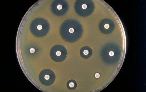 bakterie antybiotykooporne